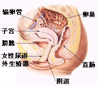 宫颈糜烂